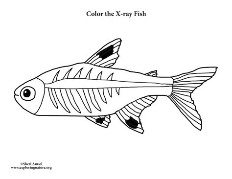 X-ray Fish Coloring