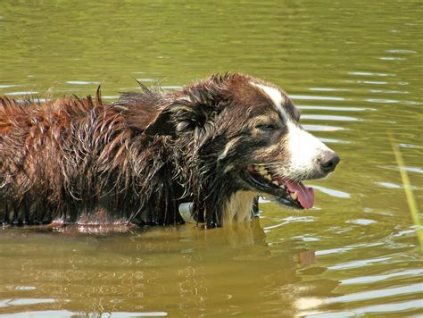 Dog In Pond Free Stock Photo - Public Domain Pictures