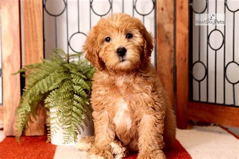 Red Goldendoodle Puppies For Sale In Michigan / Mini Goldendoodle Michigan | Mini Goldendoodle ...