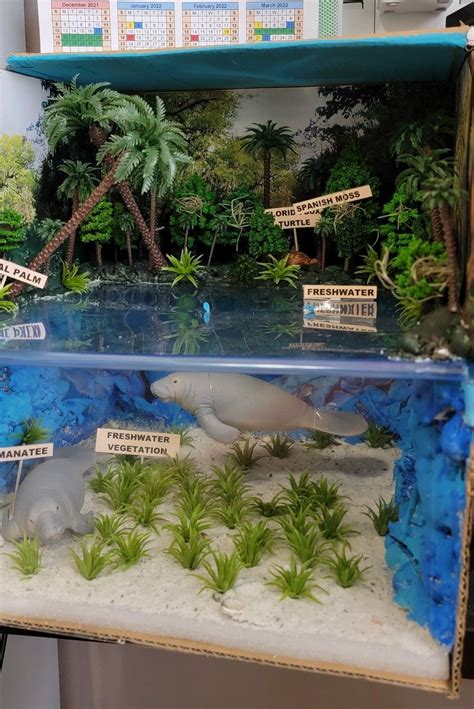 Manatee Habitat Diorama in 2024 | Ecosystems projects, Habitats projects, Rainforest project