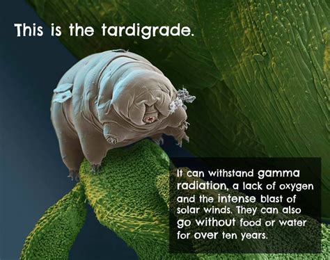 Tardigrades are known for being one of the most impressive and complex examples of all known ...