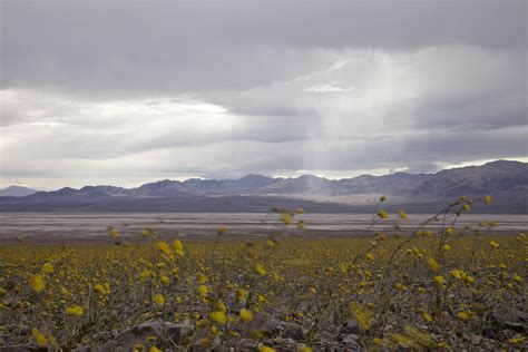 Death Valley Flowers After Rain : Super Bloom At Death Valley National ...