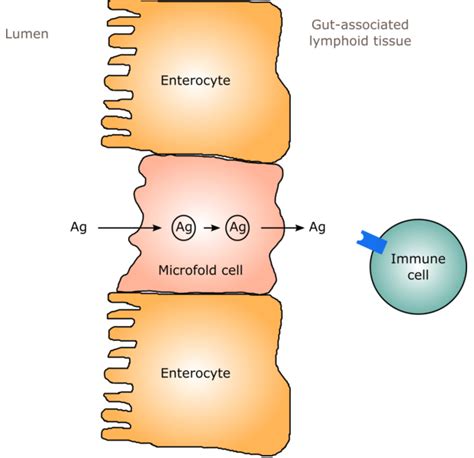 19. Systemic and local immunity – greek.doctor