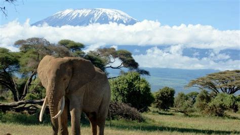 12 days Climb Kilimanjaro and Serengeti Safari