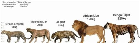 Jaguar Vs Lion Size