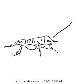 Cricket Insect Vector Sketch Illustration Stock Vector (Royalty Free ...