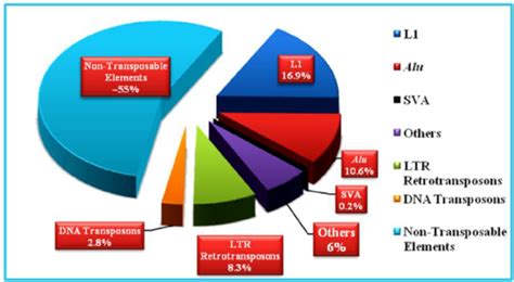 The transposable element content of the human genome | Download Scientific Diagram