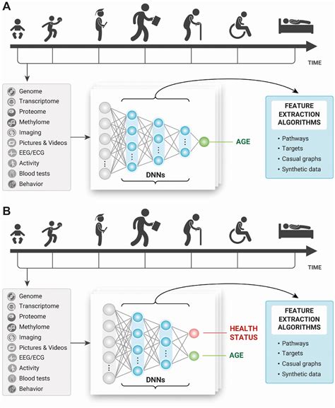 Deep biomarkers of aging and longevity: from research to applications - Figure f2 | Aging