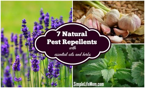 7 Natural Pest Repellents for All Seasons -Simple Life Mom