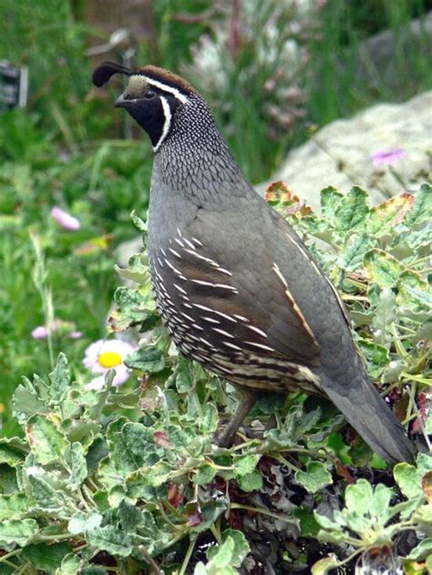 Free picture: three, endangered, masked, bobwhite, quails