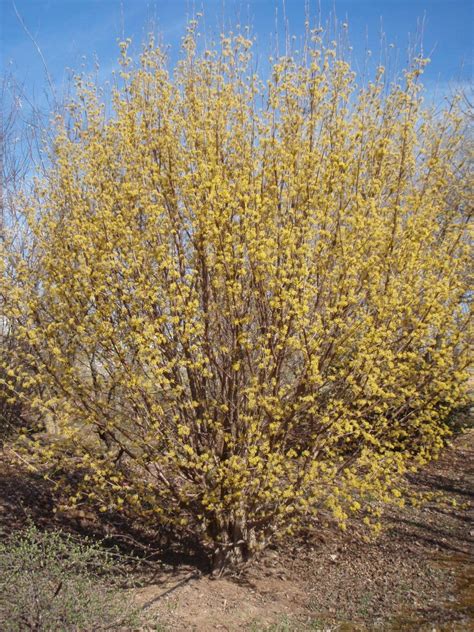 Cornus mas (Cornelia-Cherry, Cornelia-Cherry Dogwood, Cornelian Cherry) | North Carolina ...