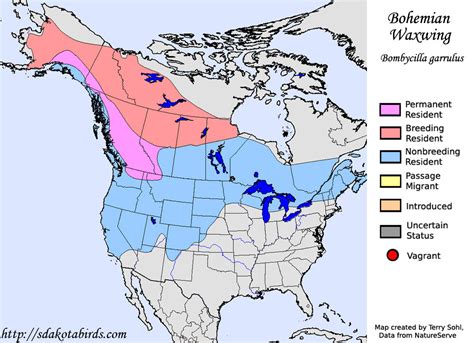 Bohemian Waxwing - Species Range Map