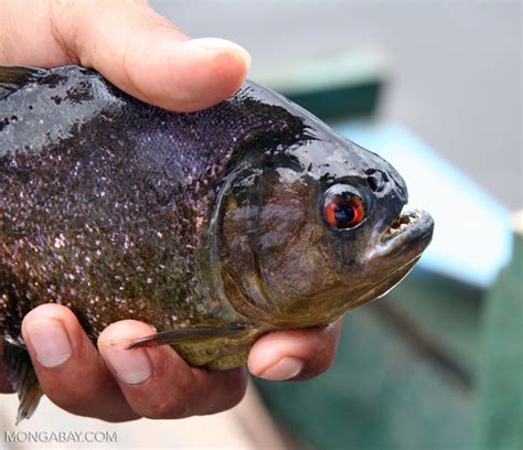 Serrasalmus piranha species