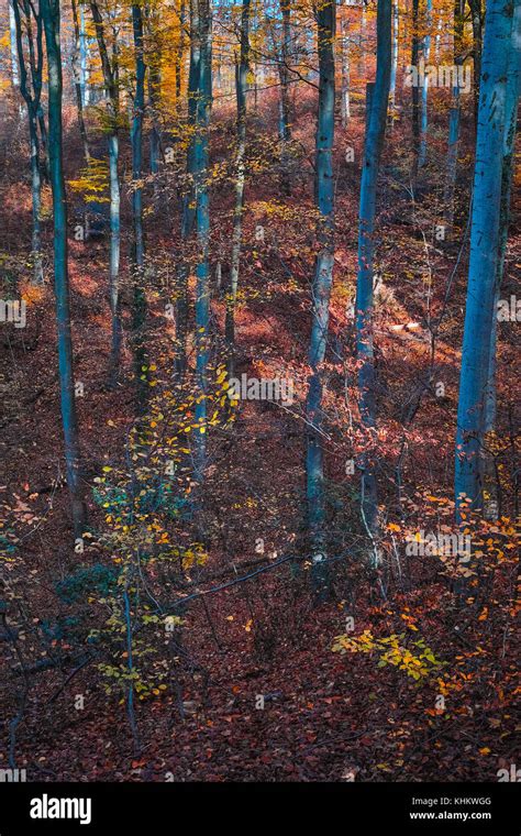 Beautiful Fall Colors of Black Forest, Switzerland Stock Photo - Alamy