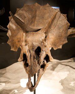 An Update On The Triceratops Fossil That Contained Soft Tissue – Proslogion