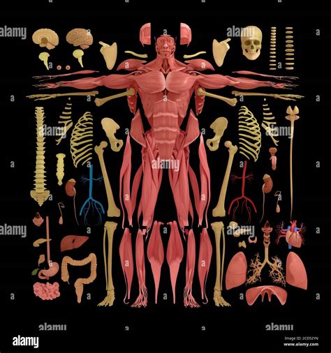 Anatomy illustration of human body parts exploded view flatlay 3D illustration Stock Photo - Alamy