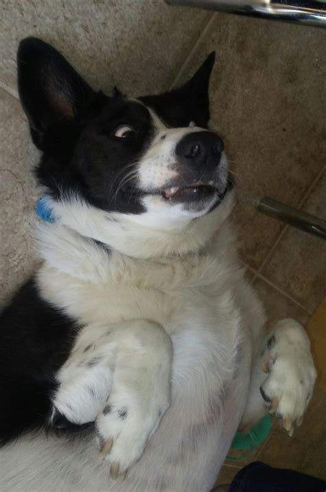 My border collie/corgi mix often derps when begging for belly rubs. : r/AnimalsBeingDerps