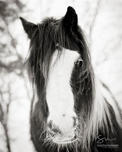 Black and White Horse Portrait of a Gypsy Vanner Horse | Etsy