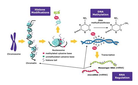 Epigenetics