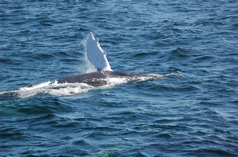 New England Aquarium Whale Watch - 76 Photos - Aquariums - Waterfront ...