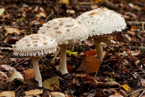 Shaggy Parasol: Identification, Foraging, and Cautions - Mushroom Appreciation