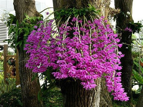 Dendrobium anosmum care and culture | Travaldo's blog