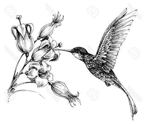 Hummingbird Drawing | Free download on ClipArtMag