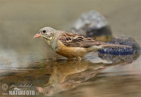 Ortolan Bunting Photos, Ortolan Bunting Images, Nature Wildlife Pictures | NaturePhoto