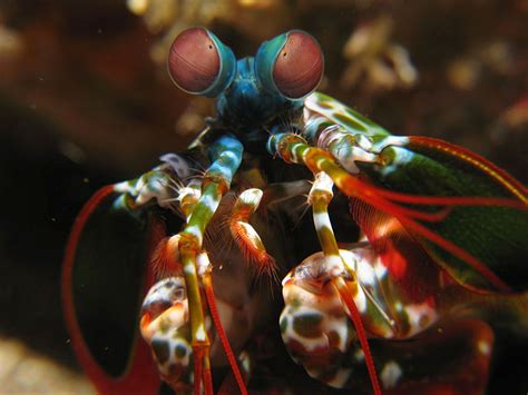 Mantis shrimp use 'nature's sunblock' to see UV | Science | AAAS