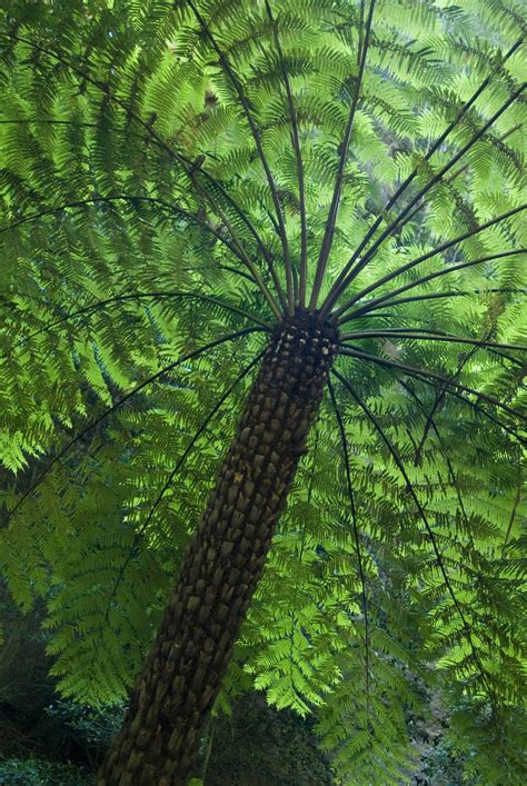 Free Image of Fern tree canopy | Freebie.Photography