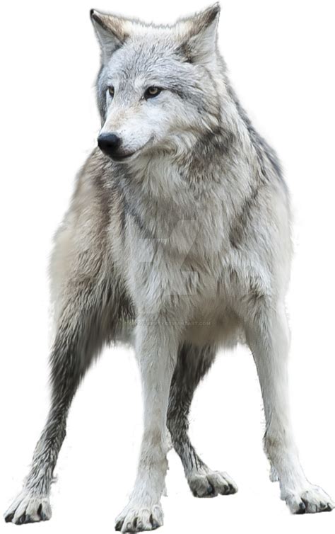 Grey Wolf png by gayaliberty on DeviantArt