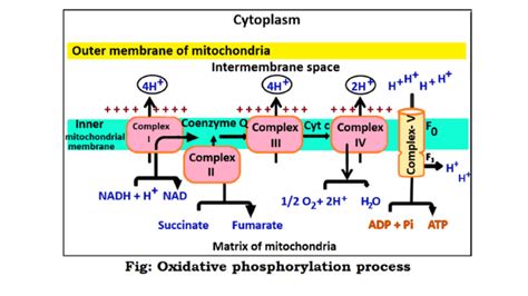 Oxidative phosphorylation: definition, steps and features - ScienceQuery