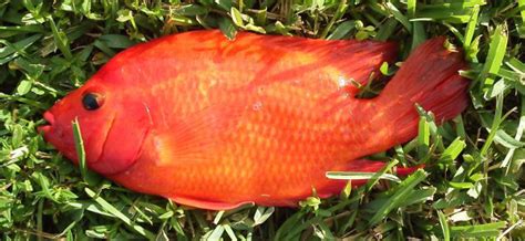 Midas Cichlid Amphilophus citrinellus exotic florida cichlid south america