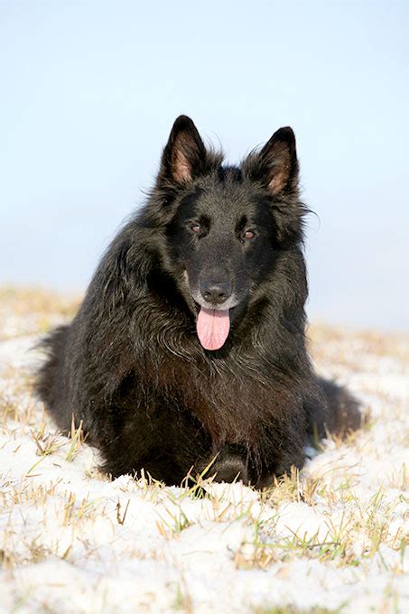 Everything about your Belgian Sheepdog - LUV My dogs