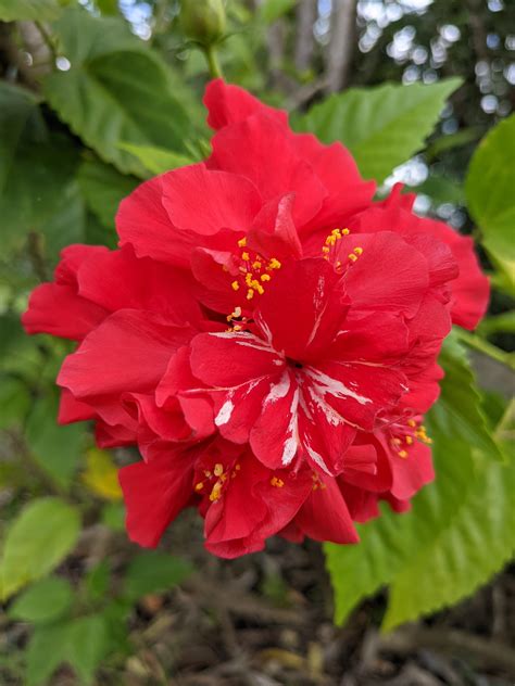 Variegated Hibiscus... flower? Details in comments : r/plantclinic