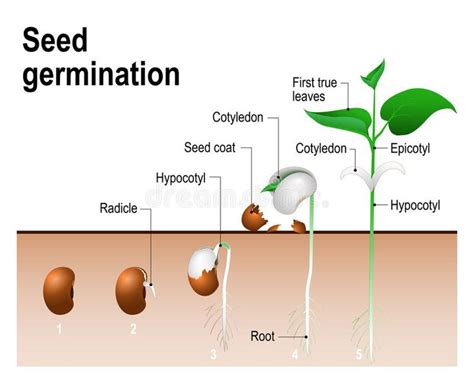 Seed Germination Process Diagram