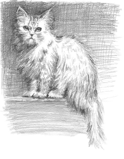 Persian Cat Drawing by Sarah Parks