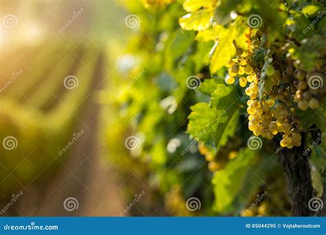 White Wine Grapes in the Vineyard Stock Image - Image of country ...