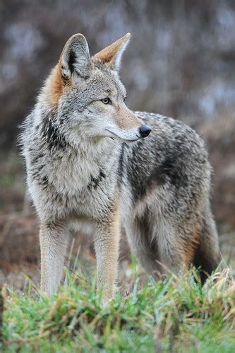 Wily coyotes continue to thrive in the Southeast at the expense of deer ...