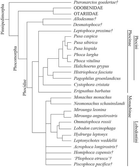 The Evolution of Feeding Strategies in Phocid Seals (Pinnipedia, Phocidae)