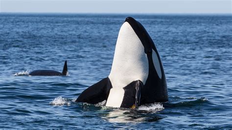 Orca Cares For Pilot Whale Calf in Never Before Seen Behavior » Explorersweb