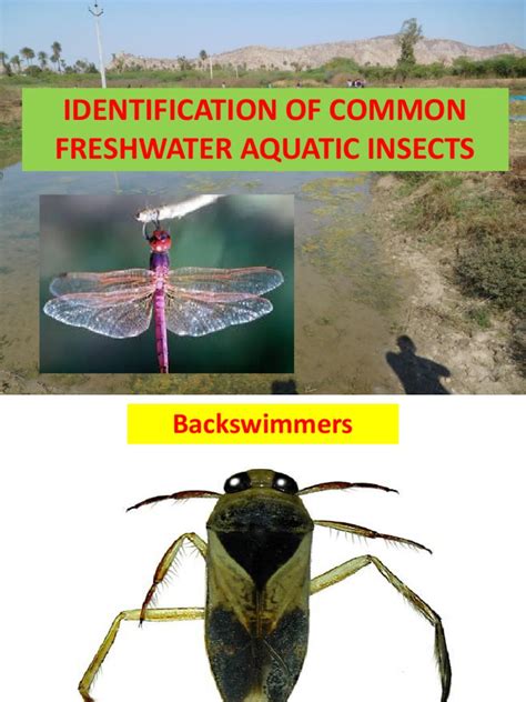 Identification of Aquatic Insects | PDF