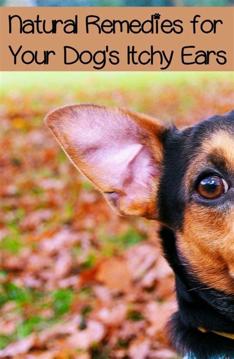 Itchy Ears in Dogs - Natural Approaches to Easing the Itch | Itchy ears, Itchy dog ears, Dog ...