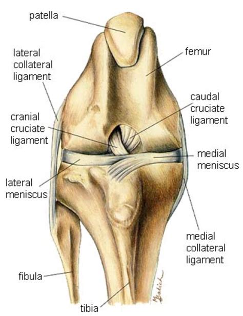 What Is The Stifle Joint