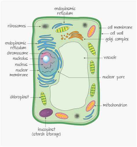 Ultrastructure Of A Eukaryotic Cell A Plant Cell, HD Png Download , Transparent Png Image - PNGitem