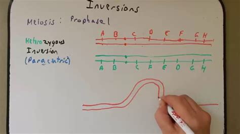 Chromosomal Inversions - YouTube