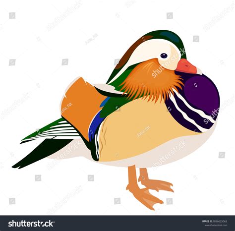 265 Drawing Colored Mandarin Duck Images, Stock Photos & Vectors ...