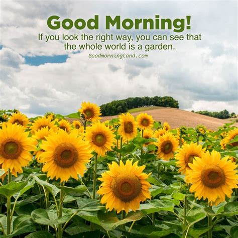 Good Morning with Sunflower images | Sunflower images, Good morning ...