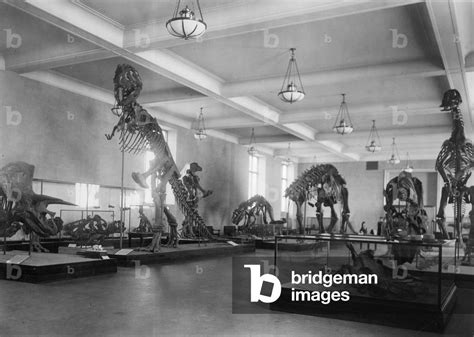 Image of Dinosaurs in the Natural History Museum in New York, 1927