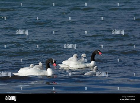 Black-necked Swan (Cygnus melancoryphus) with cygnets Patagonia Chile ...